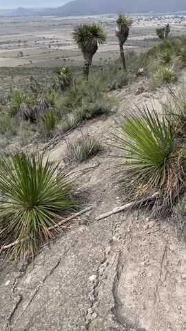 The video opens with a wide shot of a dusty, desert-like landscape, with various types of desert flora in the foreground, against the backdrop of a distant valley. The scene transitions to a person walking away from the camera along a dirt path. The person is wearing a dark backpack, dark shorts, white shirt, and a white covering on their head. The path is lined with desert plants, and the valley stretches out in the distance, eventually meeting a mountain range under a partly cloudy sky. The camera follows the person walking down the path away from the viewer.