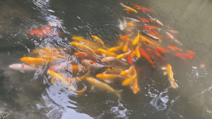 Koi fish cluster in pond in Xinghua, China