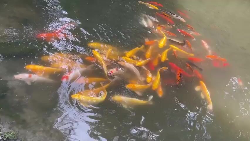 The video shows a dense group of koi fish in a murky pond. The fish are predominantly yellow and orange, with a few exhibiting white and red coloration. They are clustered together, creating ripples on the water's surface. The pond appears natural, with a greenish-brown hue to the water, suggesting algae or sediment. The video is taken from an overhead perspective.