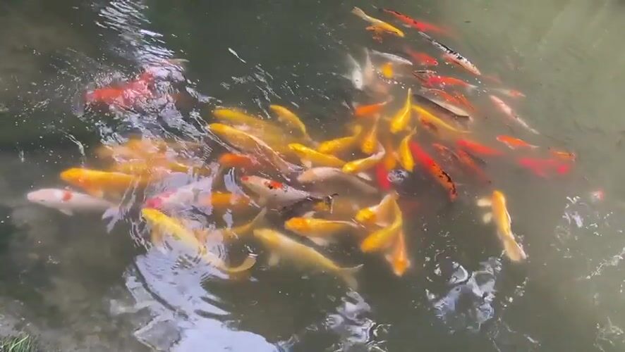 Koi fish cluster in pond in Xinghua, China