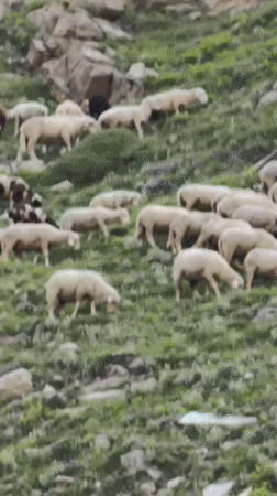Sheep grazing on steep Himalayan slopes near Bashisht
