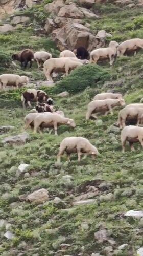 Sheep grazing on steep Himalayan slopes near Bashisht