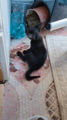 Kittens nurse, play, and nap on rugs in Konyaaltı