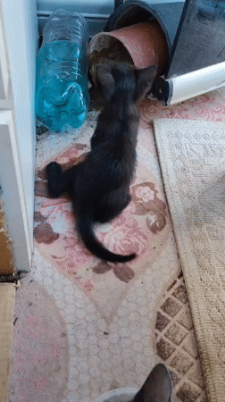 Kittens nurse, play, and nap on rugs in Konyaaltı