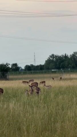 A herd of deer are grazing in a field of tall grass. The sky is overcast with some pinkish hues suggesting either dawn or dusk. In the background, there is a fence and a line of trees. Power lines are visible in the upper part of the frame, along with a distant transmission tower. The deer are of various sizes, and some appear to be fawns. The camera is positioned at a medium distance from the deer, offering a clear view of the herd and their surroundings. The video is short and shows no significant actions beyond the deer's natural behavior of feeding.