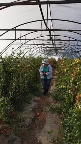A woman walks down a greenhouse aisle between rows of tomato plants. She is wearing a white hat, a light-colored jacket over a green shirt, and blue jeans. She is holding a smartphone in her left hand and a few red tomatoes in her right hand. The greenhouse has a plastic roof supported by metal arches. The ground is covered with mulch and some fallen tomatoes are visible.