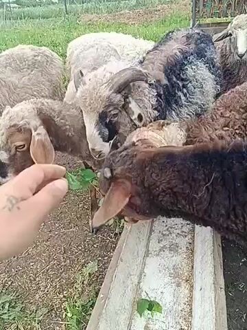 The video shows a group of sheep gathered around a trough. The sheep have varied wool colors and textures, with some being brown and white, others white and black. One sheep in the foreground has prominent horns. A person's hand is visible in the lower left corner of the frame, extended towards the sheep, suggesting interaction. The sheep appear to be eating or investigating something in the trough, which contains a granular substance. The environment seems to be outdoors, with dirt and some greenery visible on the ground. The overall scene depicts a farm or rural setting with animals.