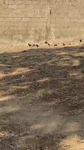 The video shows a group of birds foraging on a patch of dry, partially shaded ground. The ground is littered with debris. Behind the birds is a beige brick wall. The overall impression is a stark, urban landscape.
