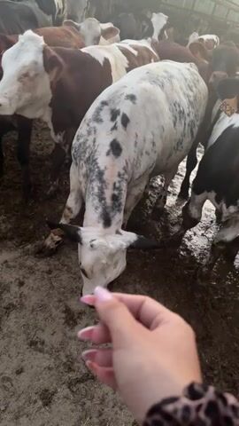 A person's hand with pink fingernails is visible in the foreground, reaching towards a herd of cows. The cows are in a muddy enclosure, with some standing and others bending down. The cows have ear tags with numbers. The lighting suggests it is daytime, possibly late afternoon or early morning due to the warm glow. The environment appears to be a farm or agricultural setting. The camera is positioned at a low angle, looking up at the cows and the sky.