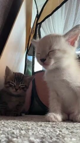 This is a close-up, low-angle shot of two very young kittens, likely littermates, nestled together on a textured carpeted surface. The kitten on the left is a tabby with dark brown and black stripes. It is sitting with its eyes closed and appears to be asleep or resting. To its right is a larger, fluffy white kitten, possibly a Siamese mix due to its lighter fur and delicate features. This kitten also has its eyes closed, and its mouth is slightly open, with a tiny pink tongue peeking out, giving the impression it might be purring or softly meowing in its sleep. Both kittens have their ears perked up slightly.

Behind the kittens, there's a glimpse of a collapsible mesh pet enclosure, suggesting they are in a safe, indoor environment. The background shows hints of light filtering in, possibly from a window, and some fabric textures, including what looks like a dark brown curtain on the left. The overall mood is peaceful and serene, capturing a moment of quiet repose for the young felines. The scene appears to be indoors, possibly in a home, given the carpet and pet enclosure. There is no visible text in the image. The time of day is not explicitly indicated but the soft lighting suggests it could be daytime.