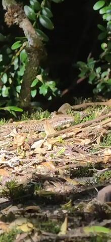 A brown and tan patterned lizard with spotted scales rests on a forest floor covered in dead leaves, twigs, and green moss under dappled sunlight. Green foliage and a tree trunk are visible in the background. The lizard remains largely still, occasionally shifting its head and snout, before slowly crawling forward from right to left, blending into its environment.