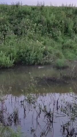 The video shows a still body of water with lush green vegetation along the bank. The water reflects the sky and the surrounding plants. In the center of the frame, a beaver is visible in the water, partially submerged and swimming. The beaver appears to be moving slowly. The overall environment suggests a natural, outdoor setting, possibly a pond or slow-moving stream. The lighting indicates it is daytime, perhaps early morning or late afternoon due to the soft light and overcast sky.