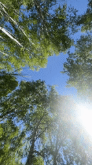 Morning birch forest captured from ground perspective