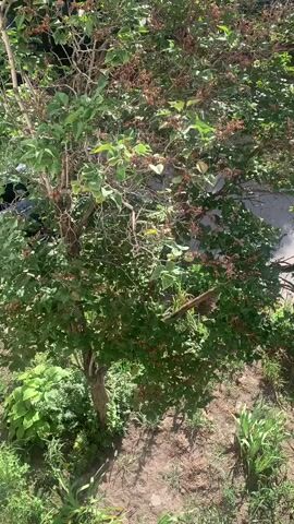 A tree with green leaves and brown seed pods stands in the middle of the frame. There is a sidewalk behind the tree. In the foreground, there is green grass and dirt. The video is shaky and moves up and down, showing a close-up of the tree.