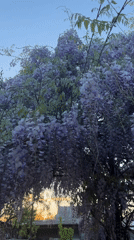 Flowering wisteria and kalanchoe plants documented in brief video sequence