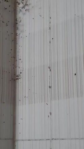 A close-up shot shows a line of ants marching on a tiled surface. Debris, possibly dirt or crumbs, is scattered on the left side of the frame. The ants are moving in a single file line from the top to the bottom of the frame. The tiles have a white background with thin, vertical gray lines. The lighting is dim, suggesting an indoor environment.