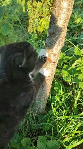 A black cat with white paws and a white patch on its chest is scratching the bark of a thin tree trunk in a grassy, sunlit outdoor environment. The cat is positioned on the left side of the frame, with its body facing towards the right. Its front paws are actively digging into the tree's surface, and its head is turned towards the tree. The background consists of lush green grass and foliage, with dappled sunlight filtering through. The video captures the cat's natural behavior in an outdoor setting.