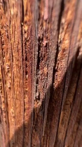 The video begins with a close-up of weathered, red-painted wood, showing deep grain and peeling paint. The camera then pans out to reveal a wooden post with metal reinforcement and screws. Beyond the post, a courtyard is visible with benches, trees, and buildings. The sky is clear and blue. The scene appears to be outdoors in a residential area.
