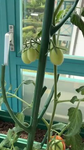 This is a close-up, vertical video of a tomato plant growing in a pot indoors, possibly on a balcony or in a sunroom, judging by the background. The plant is supported by a green stake. Several clusters of tomatoes are visible at different stages of ripeness. The top cluster shows several green, unripe tomatoes. Below that, a cluster has one yellowing tomato and a few green ones, with one partially ripened orange tomato. Further down, a cluster displays two bright red, ripe tomatoes. The leaves of the plant are a vibrant green. The environment appears to be a controlled indoor setting with a window or glass door in the background showing some greenery and a building. The lighting is natural, suggesting daylight. No people are visible in the video.