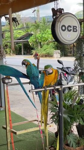 Man tends macaws at Nathon beachfront restaurant, Thailand