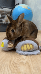 Domestic rabbit and cat documented in home setting