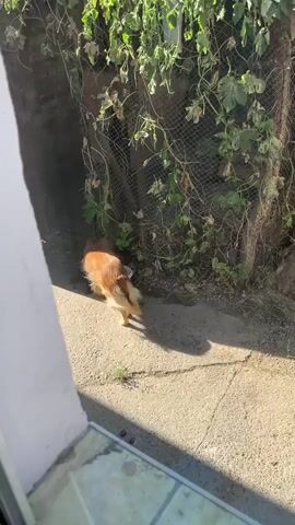 A medium shot shows a small, tan dog with a fluffy tail walking away from the camera on a paved pathway. The dog is heading towards a dense green vine-covered fence. The pathway is partially in sunlight and partially in shadow. To the left of the pathway, a white wall is visible. The fence appears to be made of metal mesh, and the vines are growing over it and a dark brick wall behind it. The ground around the fence is covered with dirt and leaves. The dog appears to be moving towards something on the ground near the fence, possibly a bowl.
