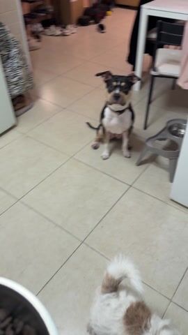 The video shows a tan, black, and white short-haired dog sitting on a tiled floor. The dog is looking toward the camera. In the foreground, a person's hand holds a silver bowl full of dark brown kibble. There are dog food and water dishes on a gray stand to the right of the dog. Behind the dog are a white table, black chairs with white cushions, and a pink cloth. The person holding the bowl moves it closer to the dog, and then moves it away while saying "Что за девочка тут кушать хочет. Фо, нельзя ждать, ждать" which translates to "What kind of girl wants to eat here. Foe, you can't wait, wait".