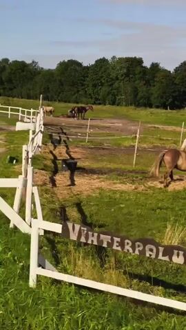 A video taken from a moving vehicle captures a view of a farm with several horses in pens. The horses are of various colors, including white, brown, and black. One horse is in the foreground, appearing to be eating. Other horses are visible in the background, some grazing and others standing. There are white fences surrounding the pens and the farm also contains buildings, including a barn and what appears to be a large tent-like structure. The scene is set in a rural environment with green fields and trees under a clear blue sky. The camera is moving, causing the scenery to shift and blur slightly.