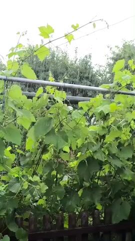 The video shows a close-up of grapevines in a yard. The vines have large green leaves and are supported by a metal trellis. It appears to be raining, as evidenced by the streaks of water falling through the air and on the leaves. In the background, there is a wooden fence and trees. The overall impression is of a lush, green garden setting.