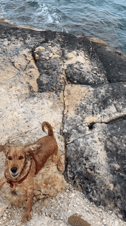 Dog plays in Malta waters as locals enjoy afternoon