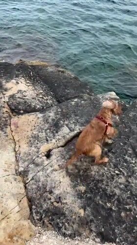 Dog plays in Malta waters as locals enjoy afternoon