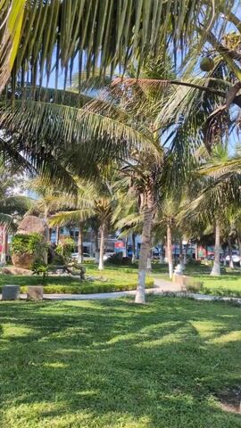 The video presents a park scene filled with palm trees against a sunny sky. The camera captures the lush green grass and the arrangement of palm trees with their distinctive leaves.  The trunks of the trees are painted white and interspersed with other plants, including a large rock. In the background, buildings and vehicles can be seen along a road. The overall ambiance is calm and tropical.