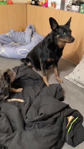 Two dogs are on a bed. The dog on the left is smaller and has gray fur. The dog on the right is larger and is black and tan. Both dogs are sitting on a black blanket. The larger dog is looking at the camera and appears to be panting. The smaller dog is looking at the larger dog. There are other dog beds and pillows in the background.