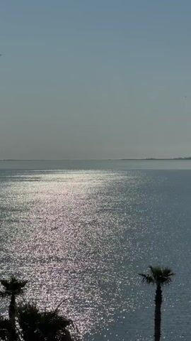 The video shows a calm body of water, likely a sea or bay, shimmering in the sunlight. The sky is pale blue. In the foreground, two palm trees stand at the bottom of the frame. In the distance, a faint outline of land is visible on the horizon. A few birds are seen flying in the sky. The scene is tranquil and serene.