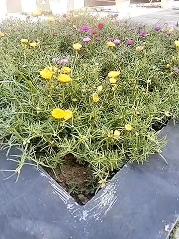 A close-up, static shot showcases a garden bed filled with vibrant flowers. Predominantly yellow flowers mingle with patches of purple and red blossoms, all set against a backdrop of lush green foliage. The garden bed is bordered by black material. In the background, blurred glimpses of other plants and buildings suggest an urban or suburban environment.