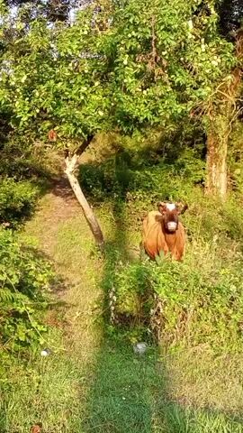 A brown cow with a white marking on its forehead stands in a grassy area with lush green foliage and trees. The cow is facing the camera. The sun is casting shadows.
