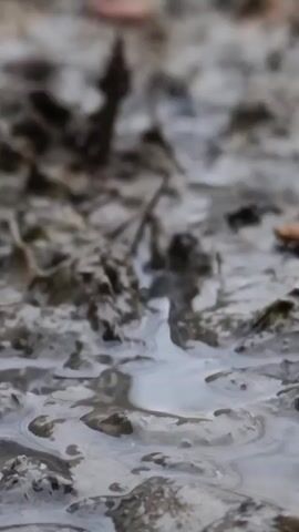 The video shows a close-up of muddy ground with standing water. The ground is mostly gray and brown in color. The water appears to be slightly murky. There is some small debris, possibly twigs or leaves, mixed in with the mud. The focus shifts slightly throughout the video, causing some parts of the scene to become blurry.
