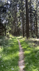 Afternoon hike through Saint Vith forest with a dog