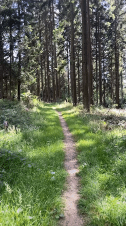 Afternoon hike through Saint Vith forest with a dog