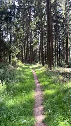 Afternoon hike through Saint Vith forest with a dog