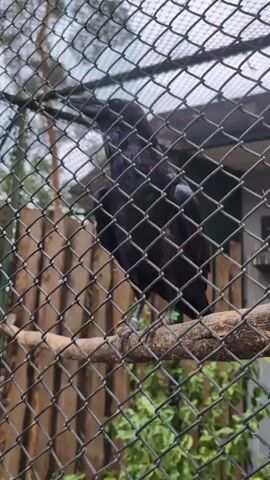 A black bird, likely a raven, is perched on a wooden branch behind a wire fence. The bird is facing to the left, with its head tilted slightly upwards. Its feathers appear dark and glossy. The fence is made of diamond-shaped mesh and takes up the majority of the foreground. In the background, there are some green plants and a wooden structure. The lighting suggests it could be daytime, with overcast conditions. The setting appears to be an aviary or enclosure, possibly in a zoo or wildlife park. No text is visible in the media.