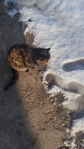 The video shows a tortoiseshell cat sitting on a dirt patch near snow. The cat is facing away from the camera. The snow is white and partially melted. The dirt patch is dry and uneven. Sunlight illuminates the scene.