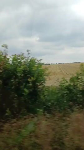 The video pans across a harvested wheat field under a cloudy sky. In the distance, there are a few agricultural vehicles, possibly a combine harvester and a tractor. Green foliage is visible in the foreground.