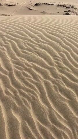 The video captures a panoramic view of a vast sandy landscape, likely a desert or coastal dune system. It opens with a close-up on the intricate, wave-like ripple patterns formed by wind on the golden sand. In the background, faint vehicle tracks are visible across the dunes. As the camera slowly pans upwards and to the right, a wider expanse of the terrain is revealed, showcasing undulating sand hills under a clear, bright sky. Sparse green bushes and trees are scattered in the mid-ground, suggesting a transition zone or an oasis, while distant structures hint at human civilization on the horizon. A prominent, elongated shadow of the person filming is cast onto the sand in the foreground, indicating either early morning or late afternoon sunlight. The constant sound of wind can be heard throughout the footage, accentuating the natural, open environment. The scene portrays a sense of tranquility and expansive natural beauty, typical of the sand dunes in Phuoc Dinh, Vietnam.