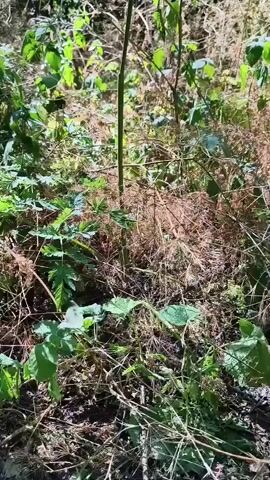 The video shows a close-up view of dense green foliage and dry brown undergrowth in a wooded area. The camera pans slightly, revealing tangled branches, leaves, and scattered dry plant matter. Sunlight filters through the leaves, creating dappled lighting. The scene appears natural and undisturbed.