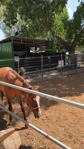 The video shows a brown horse with a white blaze on its face, wearing a pink halter, standing in a dirt enclosure. The horse is behind a metal fence and there is a log on the ground nearby. In the background, there's a larger enclosure with green sheeting and wire mesh, and a peacock is perched on top. The scene appears to be in an outdoor setting with trees providing shade.