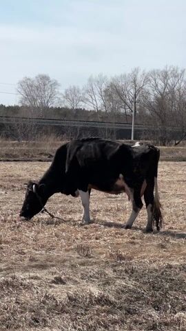 A black and white cow grazes in a dry, light-colored field under a clear, bright sky. The cow, predominantly black with white markings on its belly, legs, and a patch on its back, has its head lowered, actively eating the sparse, brown grass. A rope or leash is visible around its neck. In the background, there are numerous bare deciduous trees, suggesting early spring or late autumn. Behind the trees, a dark, elevated structure resembling a railroad track or road runs horizontally across the frame, and a power pole is also visible. The scene appears rural or semi-rural, typical of Savino, Russia. The weather is sunny, and the overall atmosphere is calm. Faint Russian speech can be heard in the background.