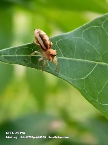 Nighttime nature photography documented in Lhokseumawe, Indonesia