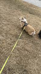 Domestic moments with corgi captured in Krasnoyarsk home