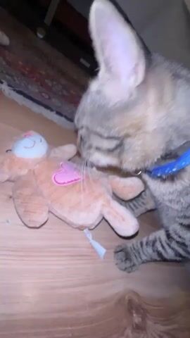 A tabby cat is licking a small, tan teddy bear with a pink heart on its chest. The cat is wearing a blue collar. The teddy bear is lying on its back on a wooden floor. A colorful rug is visible in the background. The video is filmed from a low angle, looking up at the cat and bear.